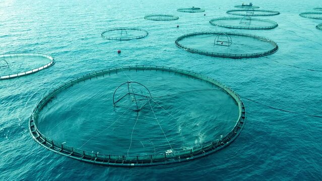 Aquaculture fish farming unit with cages in sea, close-up shot