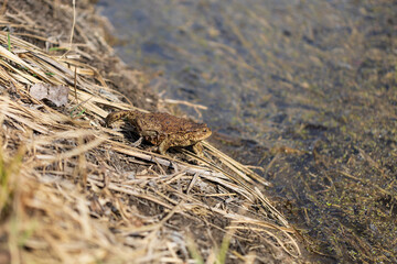A large green frog in its natural habitat. Amphibian in water. Beautiful toad frog. Nice bokeh.
