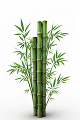Bamboo illustration 3D image of bamboo