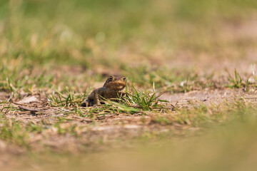 A large green frog in its natural habitat. Amphibian in water. Beautiful toad frog. Nice bokeh.