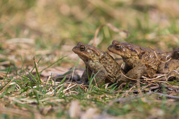 A large green frog in its natural habitat. Amphibian in water. Beautiful toad frog. Nice bokeh.