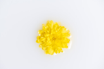 Gelbe Blüte schwimmt in einem Milchbad. Konzeptuelle Fotografie Beauty und Wellness Konzept.