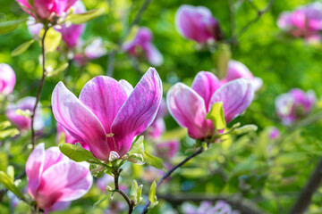 Blooming pink magnolia flowers on a blurred spring garden background.