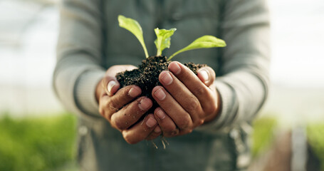 Farmer hands, plants and gardening soil in sustainability, eco friendly farming and vegetables in...