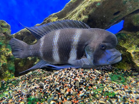 Cyphotilapia frontosa fish endemic to Lake Tanganyika commonly known as The Frontosa Cichlid or Humphead Cichlid