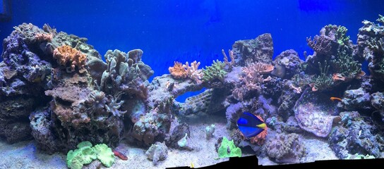 colorful sea corals and marine animals in the aquarium