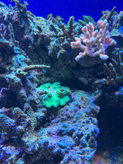 Naklejka na ściany i meble colorful sea corals and marine animals in the aquarium