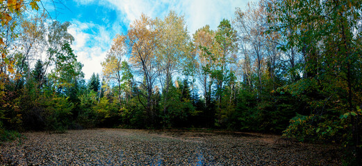 Panoramic morning view of the forest lake, amazing autumn trees. Peaceful and wild forest scene, background concept.