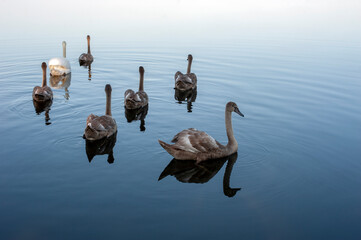 white swans group on the lake swim well under the bright sun