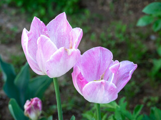 Fototapeta premium Pink tulip flowers in a flowerbed (Ashikaga, Tochigi, Japan)