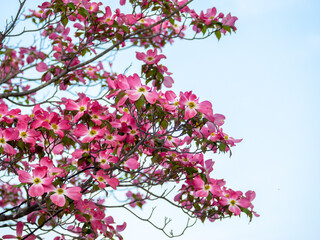 Deep pink Flowering dogwood blossoms (Ashikaga, Tochigi, Japan)