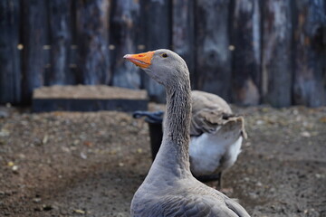 A big beautiful goose close-up at the zoo