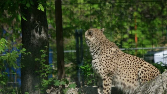cheetah at the zoo