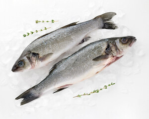 Fresh sea fish sea bass cleaned laid out on pieces ice decorated sprig of greenery isolated on white background top view for your design. Healthy food. Vitamins, Omega B12 healthy fats for human