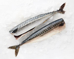 Fresh mackerel sea fish peeled laid out on pieces of ice isolated on white background top view for...