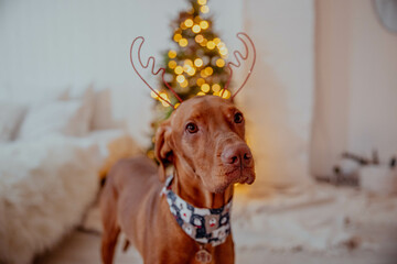 Red funny dog in New Year and Christmas time