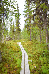 Trail through Swedish Lapland forest in summer