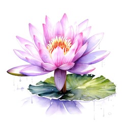 watercolor water lily flower illustration on a white background.