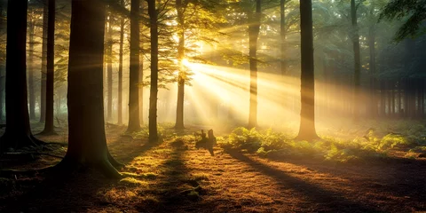 Fototapete Fallen autumn forest in magical light  © Melinda Nagy