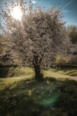 Obraz premium A cherry blossom tree in the sunlight. The concept of flowering, spring. 