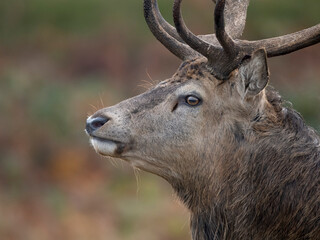 Fototapeta premium Red deer, Cervus elaphus