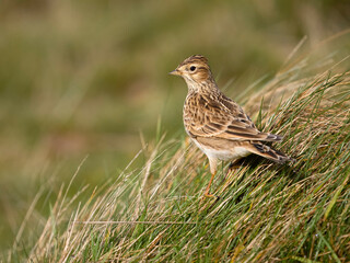 Skylark, Alauda arvensis