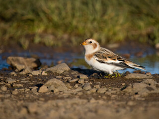 Snow bunting, Plectrophenax nivalis