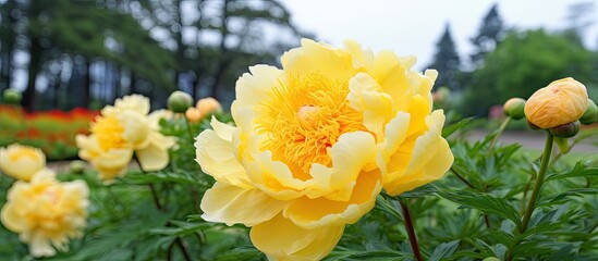 Yellow Crown Itoh Hybrid Peony in a garden in the Moscow region of Russia