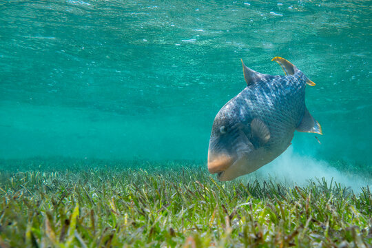 Dr&uuml;ckerfisch Rotes Meer