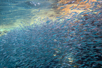 Fototapeta na wymiar Fischschwarm Rotes Meer