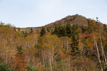 黄色に色づく山の紅葉　栂池高原