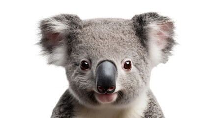 koala face shot, isolated on transparent background cutout