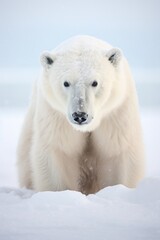 A regal portrait of a serene polar bear, its white fur and dignified presence symbolizing the Arctic's grandeur.