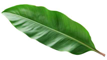 leaf banana leaf leaf leaves plant nature foliage stalk green tree transparent background cutout 