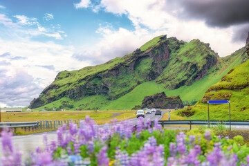 View from roadside with volcanic mountain, lupine flower blooming and car driving in summer at Iceland - obrazy, fototapety, plakaty