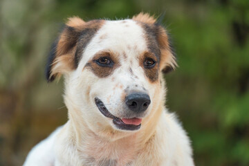 Lonely white brown stray dog lying on the floor