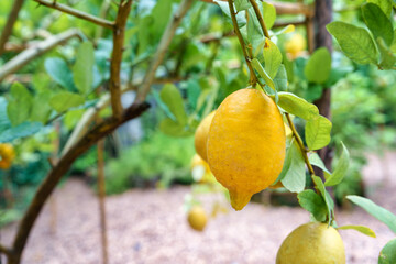 Yellow citrus lemon and green laeves growing in the garden