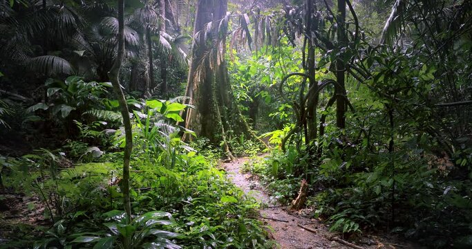 Trail path in jungle forest. Rainforest nature exploration and adventure