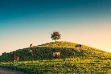 Scenic of sunrise over lonely tree on hill with herd of cow grazing grass in rural scene at Hirzel, Switzerland