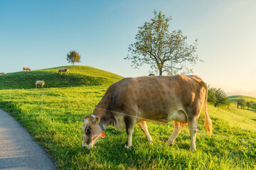 Scenic of peaceful village with lonely tree on hill and cows grazing in the morning at Hirzel, Switzerland