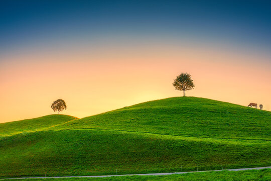 Scenic of peaceful village with lonely tree on hill and cows grazing in the morning at Hirzel, Switzerland