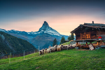 Sunset over Matterhorn iconic mountain with Valais blacknose sheep and wooden hut at Zermatt,...