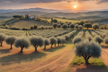 Fototapeten Olive trees garden mediterranean olive field ready for harvest © HalilKorkmazer