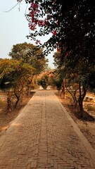 Sunset on the road with beautiful scenery of trees and tiles