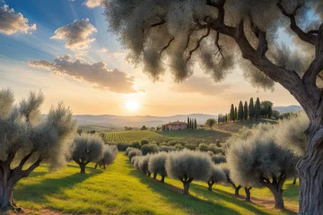 Fototapeten olive garden © HalilKorkmazer