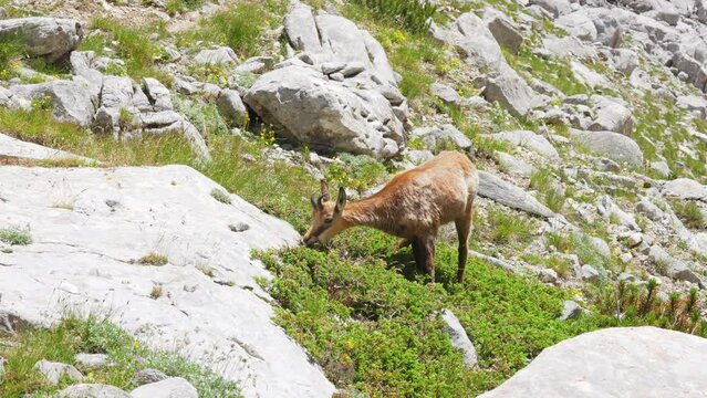 A wild chamois goat is grazing in the Pirin mountains at a sunny summer day.
