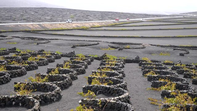 Steady shot of a landscape of vines cultivated within stone walls, to be protected by the winds as a windbreaker. Volcanic stone walls are used which act as a windbreaker.