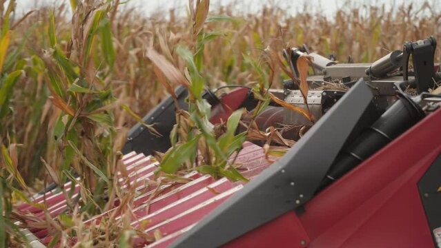 Grain Head Harvesting Corn in a Field, Close Up Slow Motion