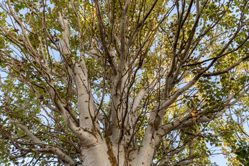 View from beneath a White Poplar in autumn. Populus alba.