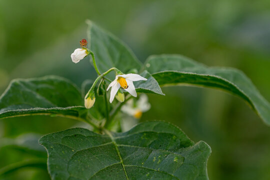 Solanum nigrum. Black nightshade with a flower with white petals and perched insects.